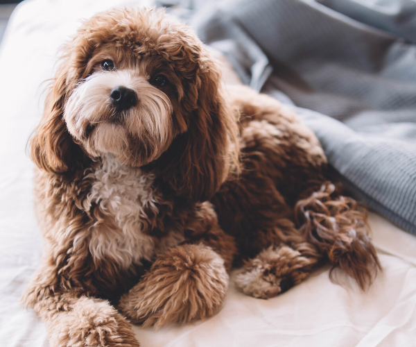 Come tenere la casa pulita e ordinata anche con un animale domestico