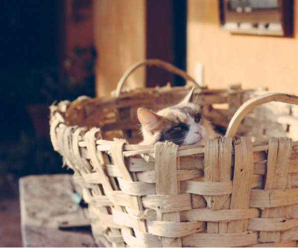 Entretenir sa maison quand on a des animaux