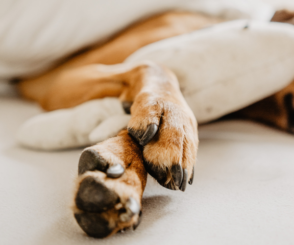 Gardez votre intérieur propre avec un chien à la maison