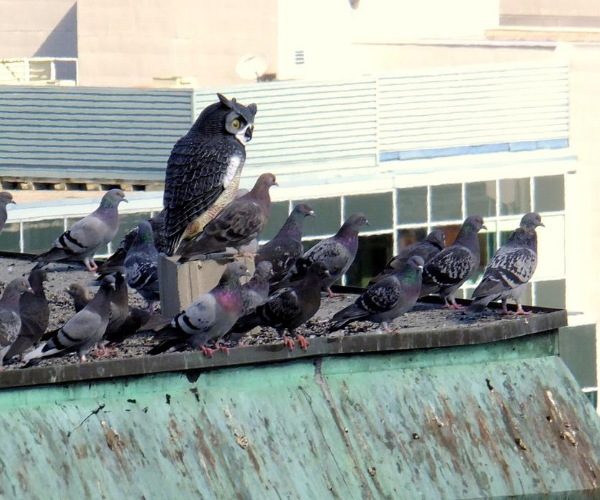 owls-doves-rooftop